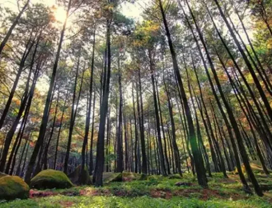 Gunung Pancar Sentul