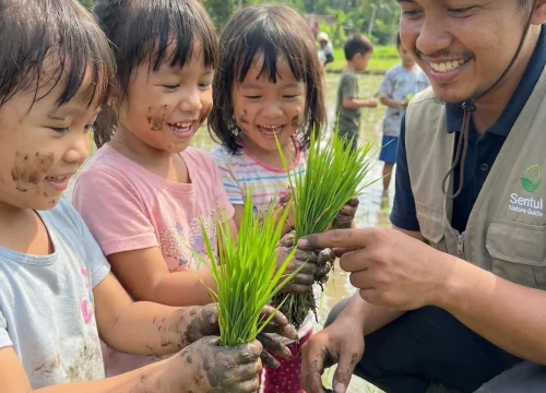 Belajar Menanam Padi: Paket Tambahan Trekking Edukasi untuk Siswa TK.